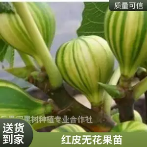 �޻����� ������� ����Ʒ�� �������Ͻ�� �޻�������