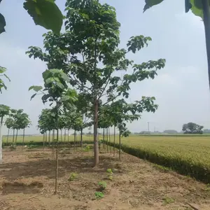 8公分至15公分紫花泡桐大树,贵州黔南泡桐小苗基地,泡桐根桩苗产地上车价格