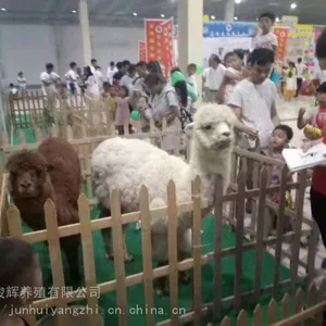 ���ճ������ճ��ۼ۸�