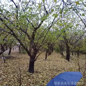 ��Ӧ����԰����Ʒ ���ƺõĸ߸�÷���е���������ʹ������Ұ��)