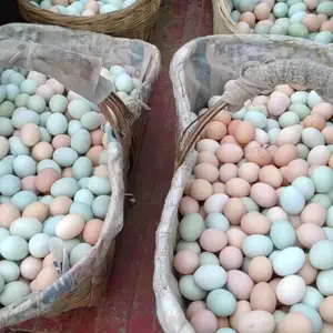 ������Ӧ�߲��̿�������