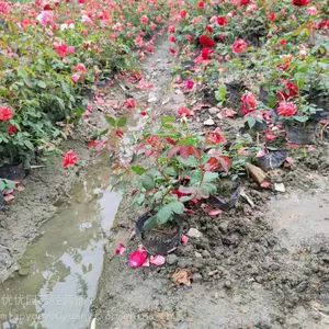 �¼����أ��¼�������ŷ�³��ۣ��¼�������Ӧ