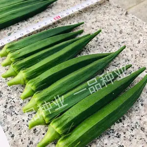 杂交一代绿灞107水果秋葵种子果实颜色浓绿,萼片好