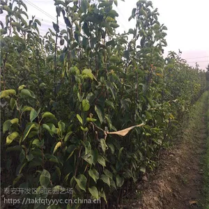 李子苗哪里有卖 哪里有李子苗卖 种植技术