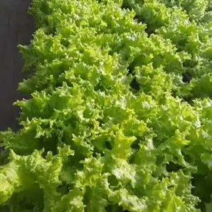 阿荣旗绿色有机生菜