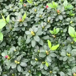 �������ش�������13���߶�15�������ϵĹ�����Ŷ�ļ����̻��