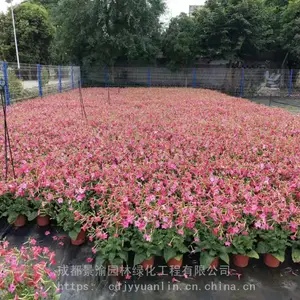 花烟草 成都花烟草现货 花烟草图片 精品花烟草基地