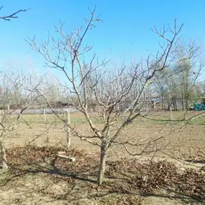 山东聊城冠县二乔山楂树生产基地批发山楂树报价_8公分山楂树厂家大量供应_山楂树供应商自产自销全国发货