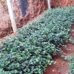 ������ ������ֲ�� ������������̻������õ���ľ����***�� ��ֲ����