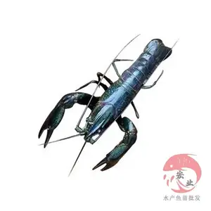 ��«����С��Ϻ����� �糡��Ӧ������