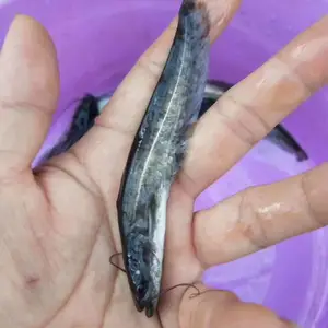 大口鲶鱼苗