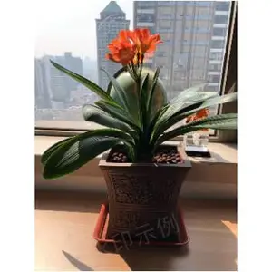 上海办公室绿植租赁诚信为本 欢迎咨询 上海鑫武景观绿化供应