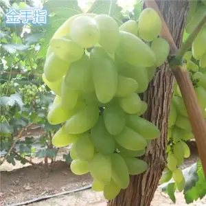 金华早熟葡萄苗-批发基地【善田苗木】-早熟葡萄苗基地