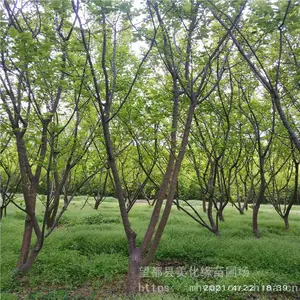 ����Ե ÷����÷��Ӧ ����ֲ���÷С�� ԰���̻�