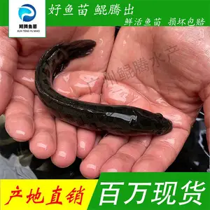 乌鳢苗黑鱼苗活体淡水养殖生乌鱼财鱼苗乌鳢路亚凶猛肉食性鱼