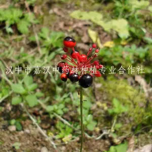 秦巴山区 钮子七 纽子七 珠子参、疙瘩七、扣子七 野生干品
