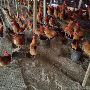 正宗老品种淮南王公鸡-139-650-77015-合肥长淮禽业