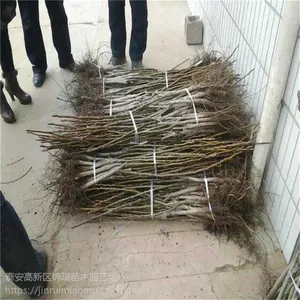 供应商推出核桃苗新品种 核桃苗新品上市