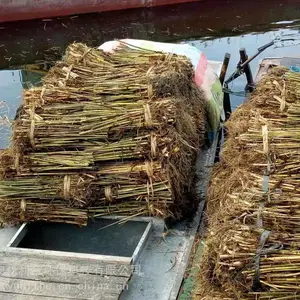 专业承接水生植物绿化工程(芦苇苗,芦苇苗种植,芦苇种子)