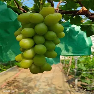吉林葡萄苗育苗基地 出售阳光玫瑰葡萄苗 贝达嫁接郁金香葡萄苗