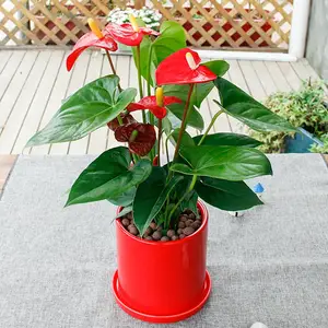 武汉单位花木写字楼绿植出租户外苗木,武汉室内花木租赁商场绿植价格