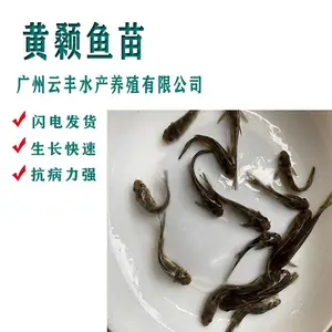 单性黄颡鱼苗 食量大黄腊丁鱼苗6-7厘米 云丰淡水鱼苗基地