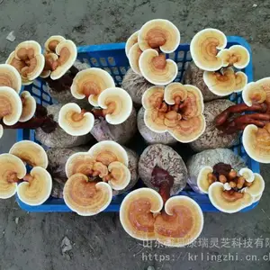 ���ع�Ӧ��֥���� ������֥��֥���� ��ҩ�ľ��� ʳ�þ����༼��