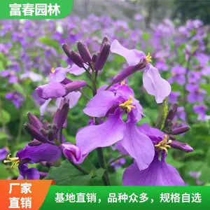 ��Ӧ�� ���� ���� ���� ������ֲ �̻������� ��̳�쾰