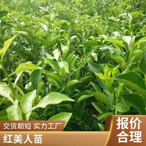 �ļ����̸����� 1����С�� �������� ֧�ֶ��� ���ҹ�Ӧ