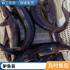 鲈鱼苗鲟鱼鱼苗 山东滨州本地自养自销养殖场 支持看苗下单