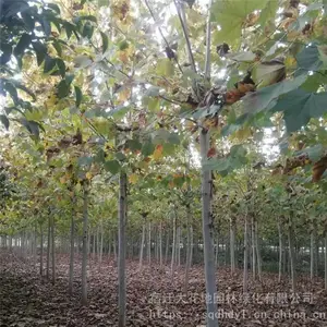 7���ַ�ͩ�۸� ������ͩ���� ���ɻ�