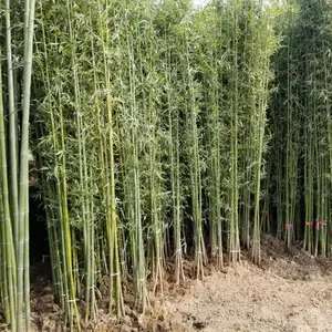 青皮竹子价格 2公分竹子多少钱 绿竹子产地在哪里