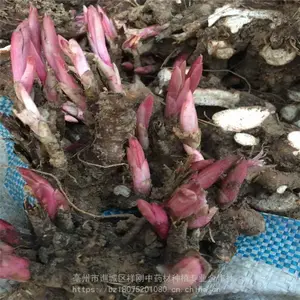 ������������ ����ѿ�Ӽ۸� �������ӻ���