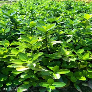 江西新余毛杜鹃小苗的价格脚踏实地