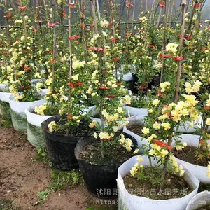 ��ľ�� ľ�㻨���ľ���ľ�����¼�Ǿޱõ����