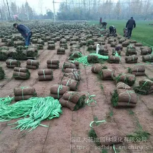 出售 四季青草坪 果岭草皮 马尼拉矮化草 别墅 操场 护坡用