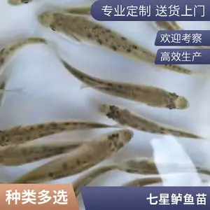 花鲈鱼苗 全国包邮鲈 鱼苗易生长产量高 可发汽运空运 高成活率