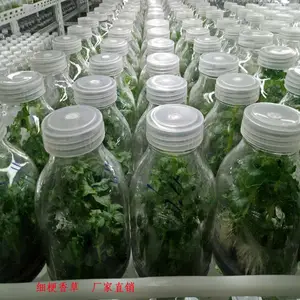 细梗香草瓶苗批发 凌云细梗香草驯化苗现货直发