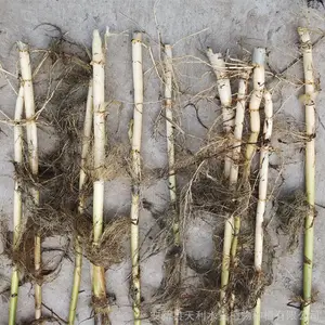 人工湿地芦苇苗 采挖的芦苇地下茎 每棵5芽以上 湿地芦苇种植工程