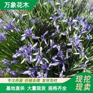 基地地被花卉马蔺 马兰花耐寒绿化苗 营养袋苗 花镜花海配植