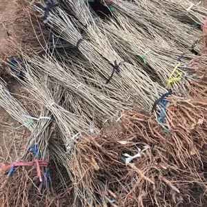 山东泰安板栗苗,泰安1公分板栗苗价格