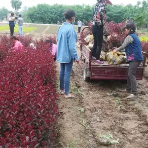 ��Ҷ��ӣ��ô��ֲ �����̻�Ч���� ��Ҷ��ӣ***�۸�