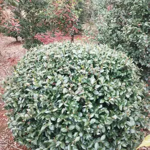 供应P100-150茶梅球,冠幅1米1.5米茶梅球价格,江西茶梅基地
