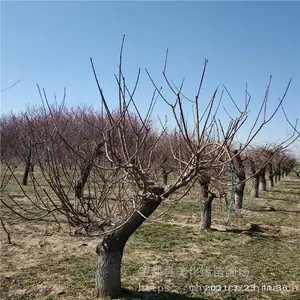 ����Ե �辰��÷��׮���� �ͺ���÷��׮ ���ֹ��