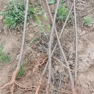 山桃苗 一年山桃苗 两年山桃苗 山西山桃苗 当年山桃苗