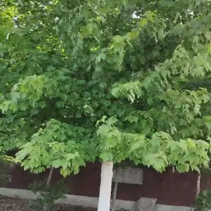 12����������� ˧����ľ �и߷�֧��� �ڷ�4��