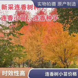 产地供货价格连香树小苗乡土彩叶树种连香小苗种植基地连香树种子连香净种子价格连香种子