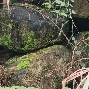 吉林室内造景野山石异形加工 景观石 宜春石忆缘园林供应