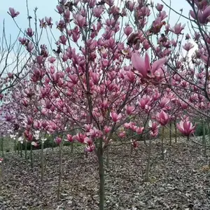 �Ĵ��ɶ�6����12����18���ֺ컨�����۸� �컨������������