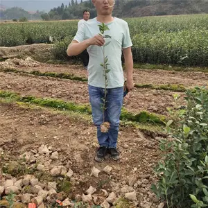 2�����Ͳ�С�� ������ֲ�����Ͳ� �Ͳ�С��